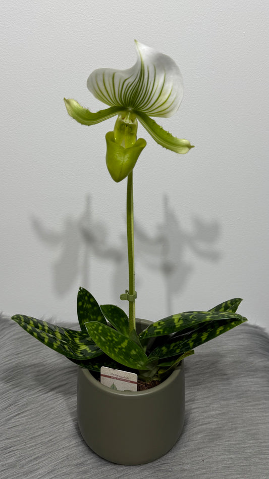 Orhideja Paphiopedilum x Maudiae Femma