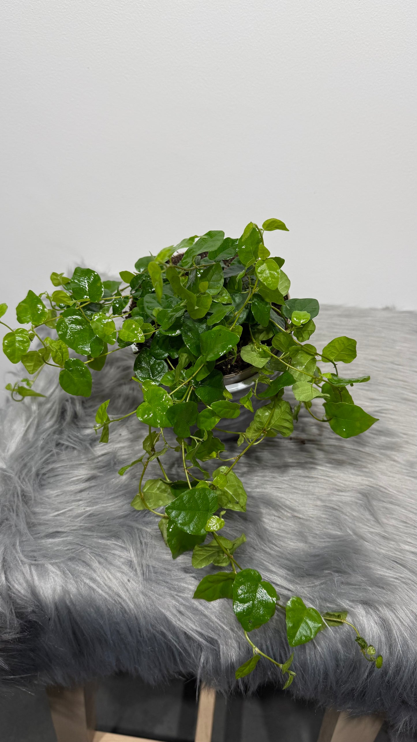 Ficus pumila Green Sunny