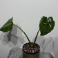 Monstera Thai Constellation 5 - www.augi-plants.lv