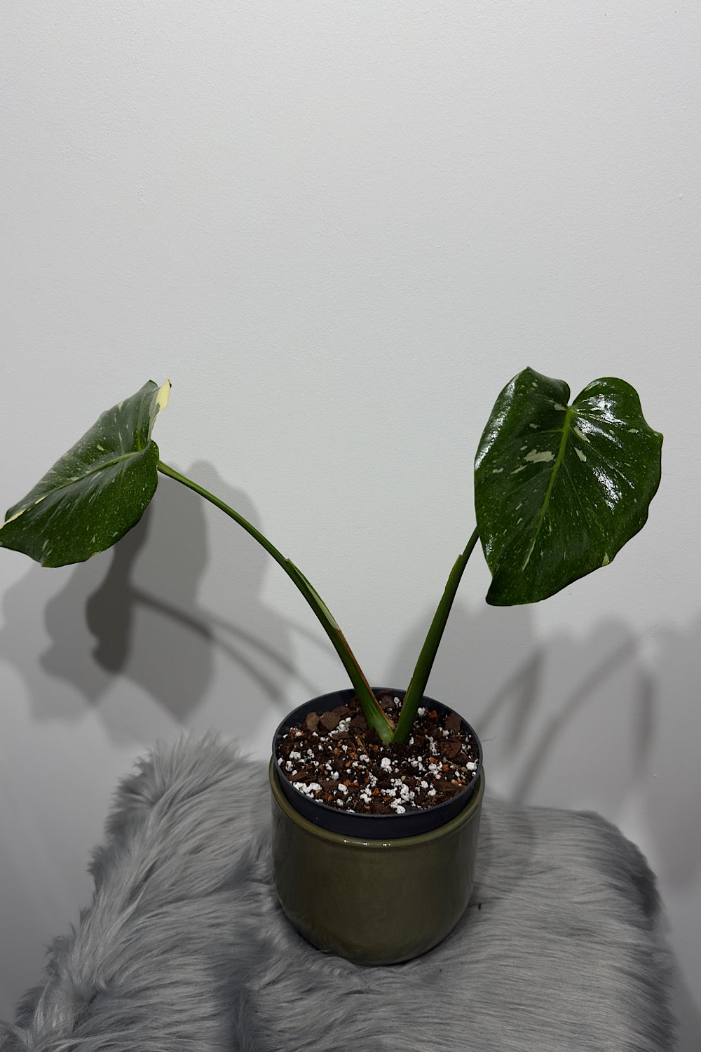Monstera Thai Constellation 5 - www.augi-plants.lv
