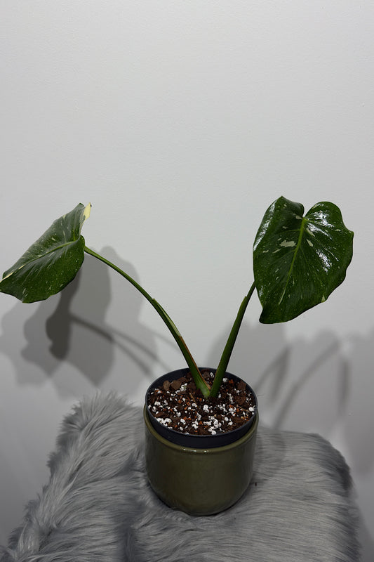 Monstera Thai Constellation 5 - www.augi-plants.lv