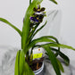Orhideja Zygopetalum Louisendorf 3 SMARŽO!