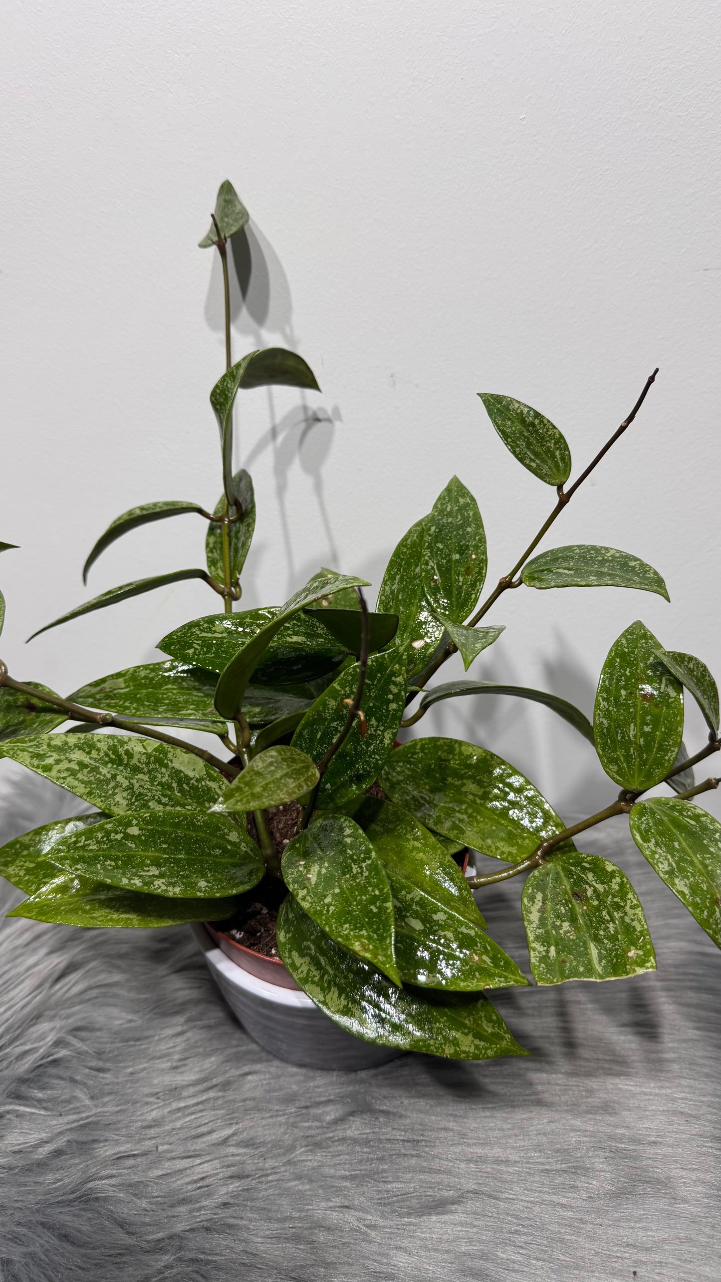 Hoya Rangsan