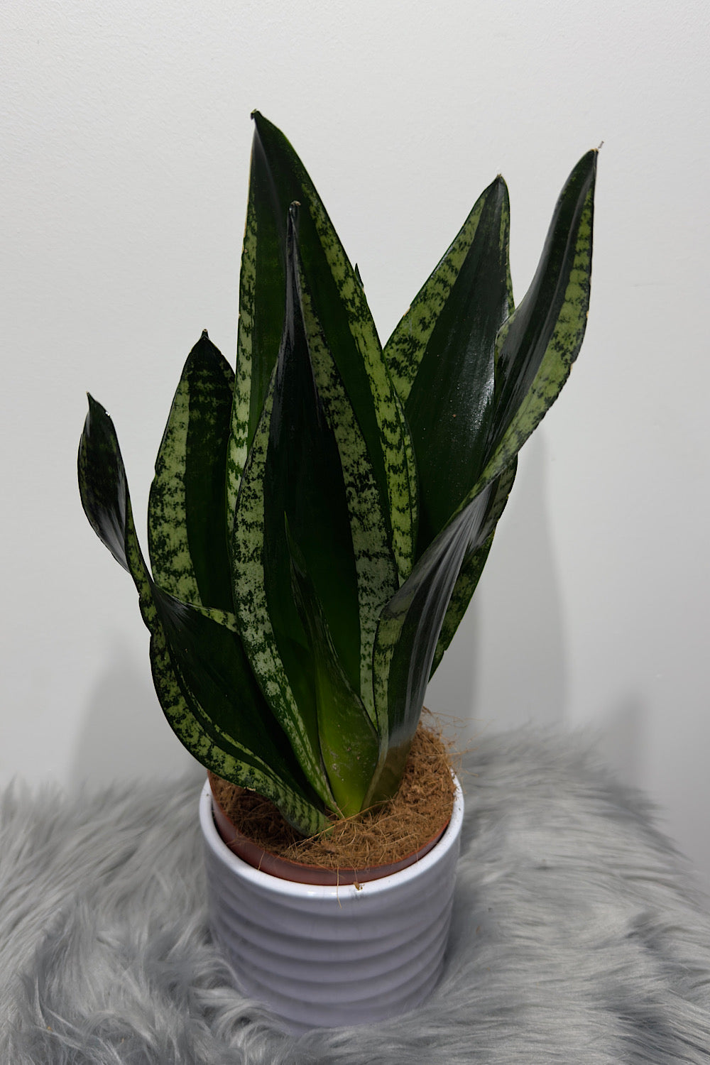 Sansevieria trifasciata Whitney - www.augi-plants.lv