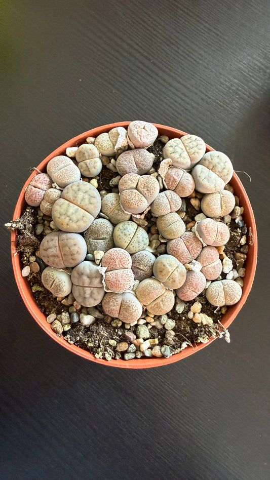 Lithops 3