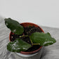 Hoya Waymaniae