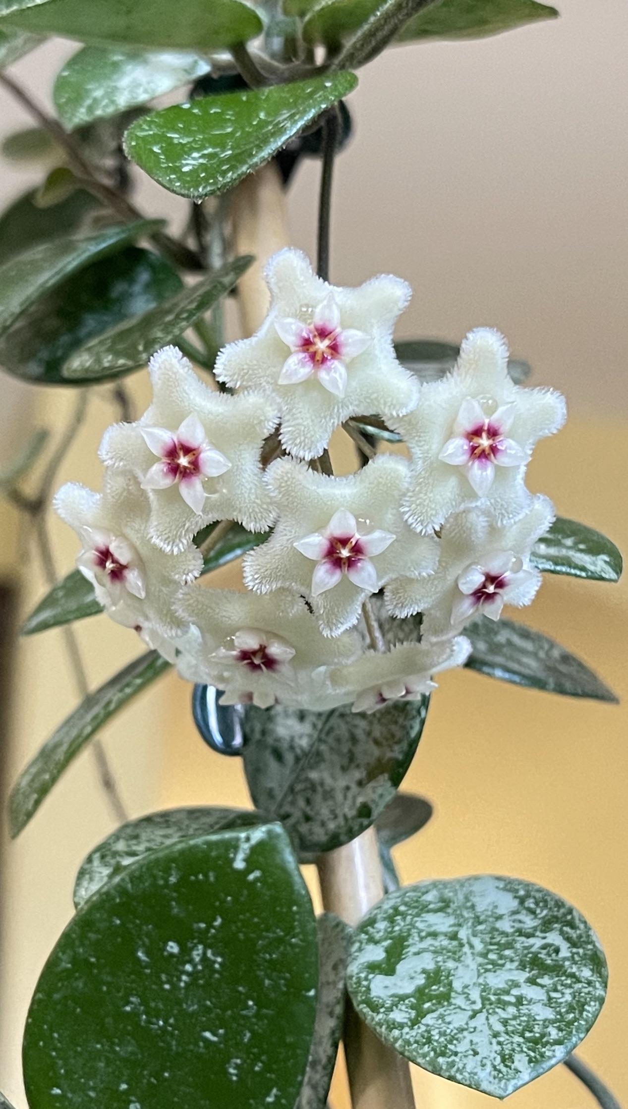 Hoya Mathilde Splash - www.augi-plants.lv