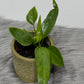 Anthurium vittariifolium