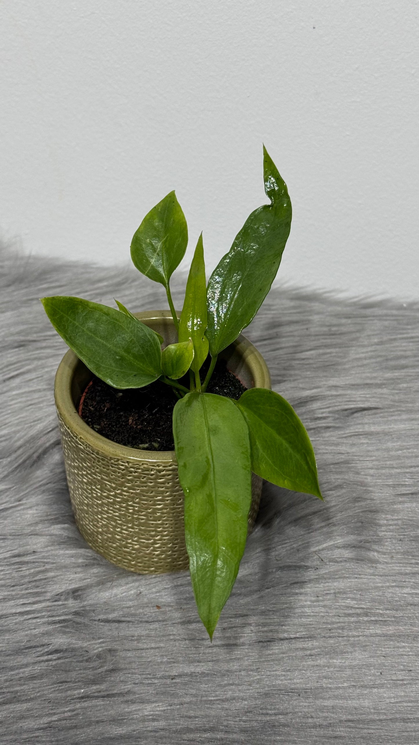 Anthurium vittariifolium