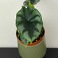 Alocasia Reversa