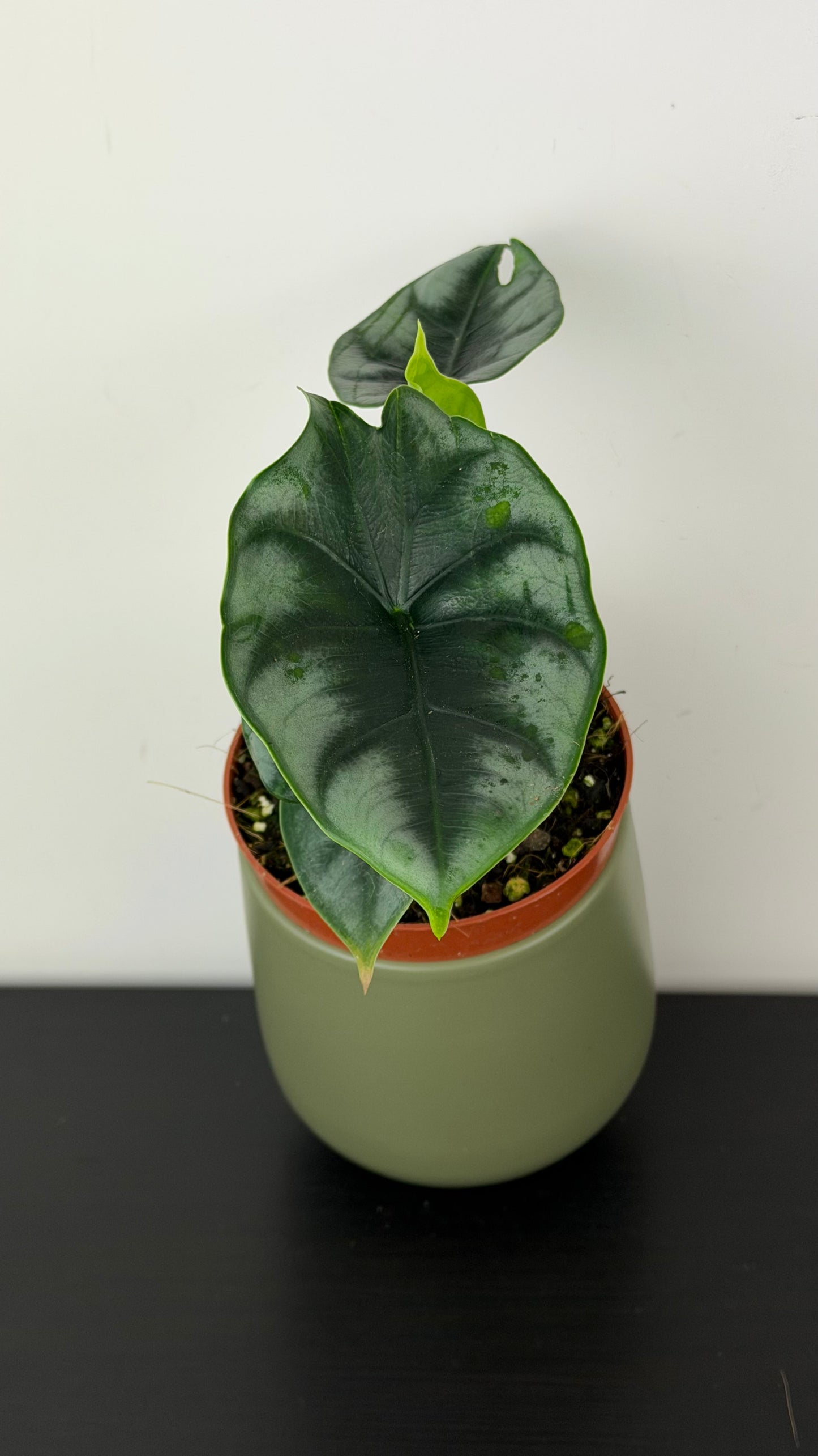 Alocasia Reversa