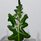 Alocasia portei
