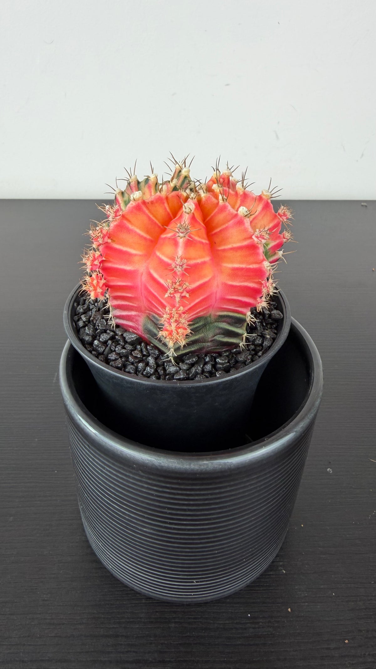Gymnocalycium mihanovichii variegata