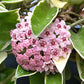Hoya carnosa 'Krimson Queen' - www.augi-plants.lv