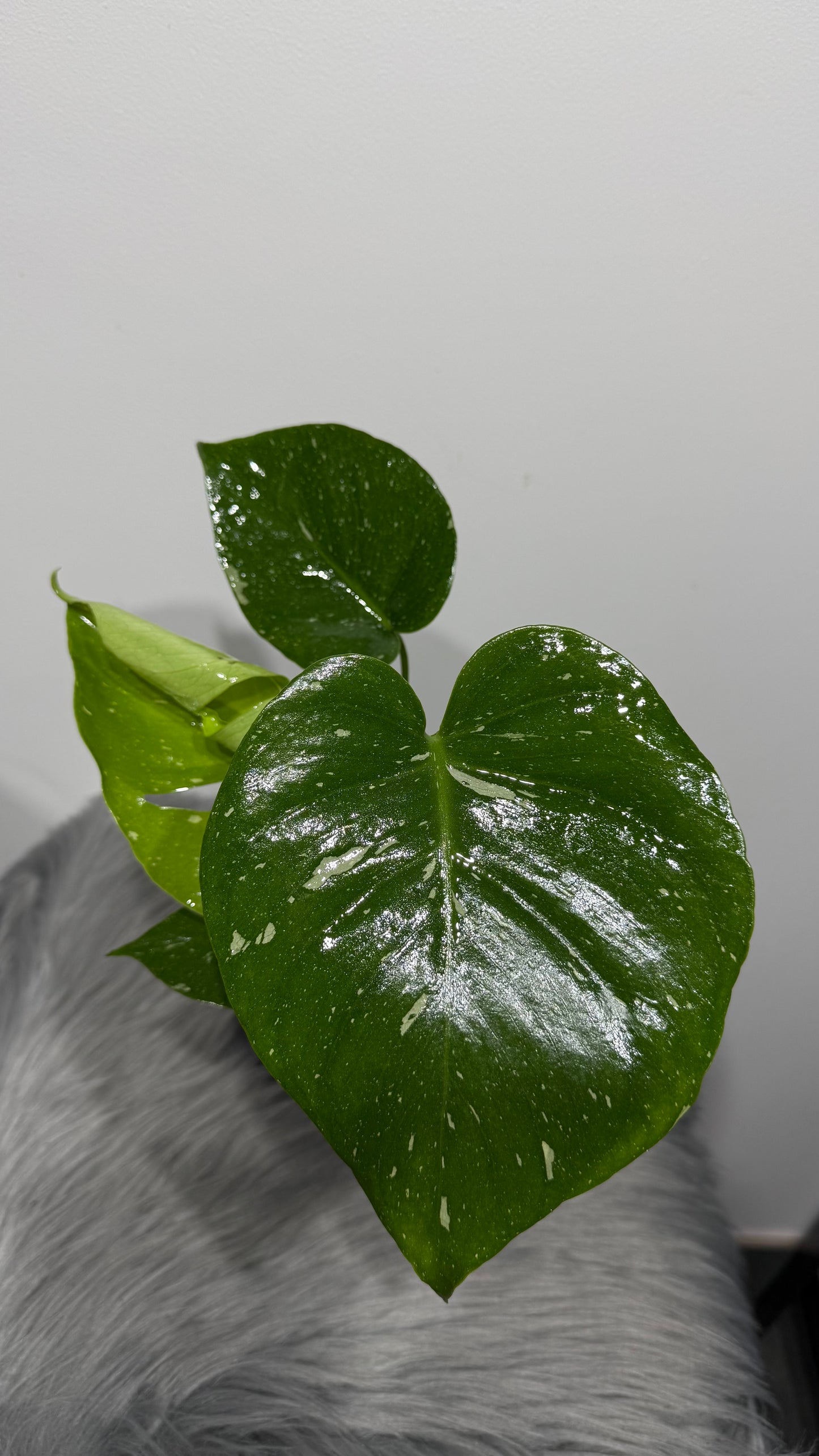 Monstera Thai Constellation