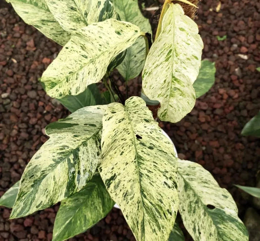 Rhaphidophora puberula Variegata