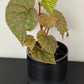 Begonia sp Muara Wahau