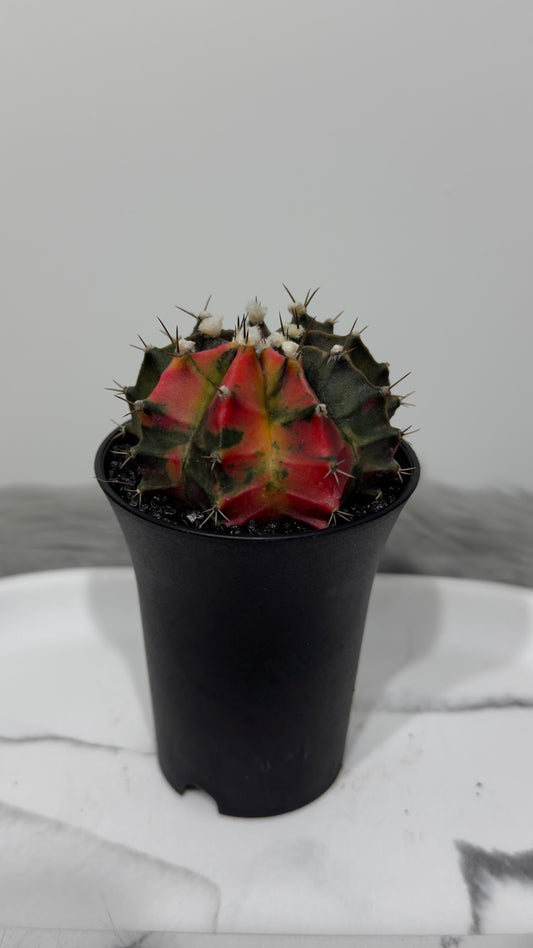 Gymnocalycium mihanovichii variegata - www.augi-plants.lv