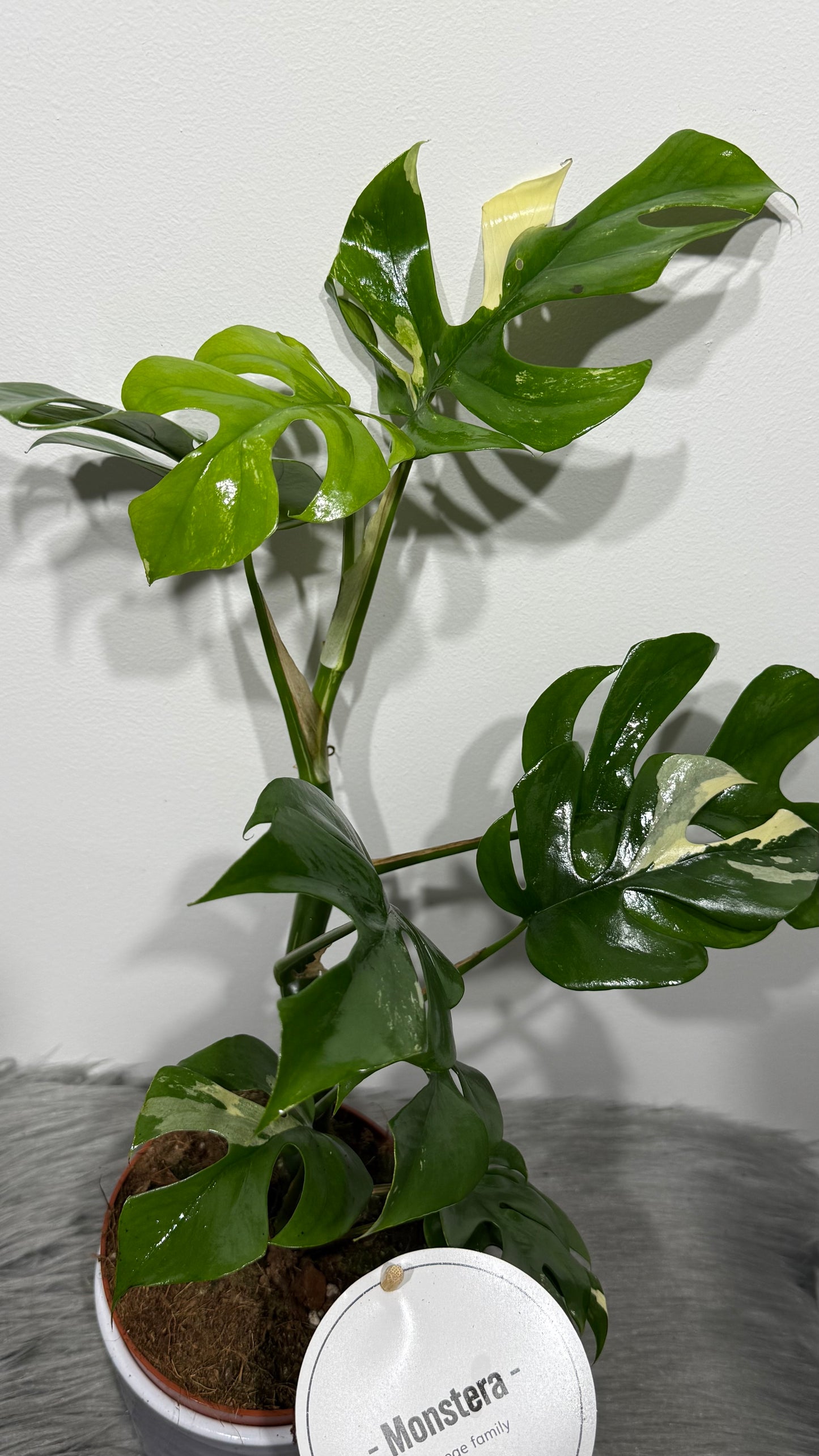 Monstera Minima Variegata