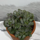 Adromischus 2 - www.augi-plants.lv