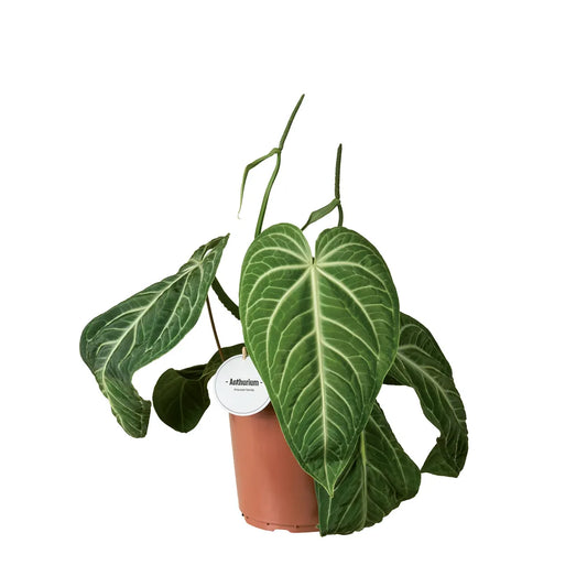 Anthurium Villenaorum