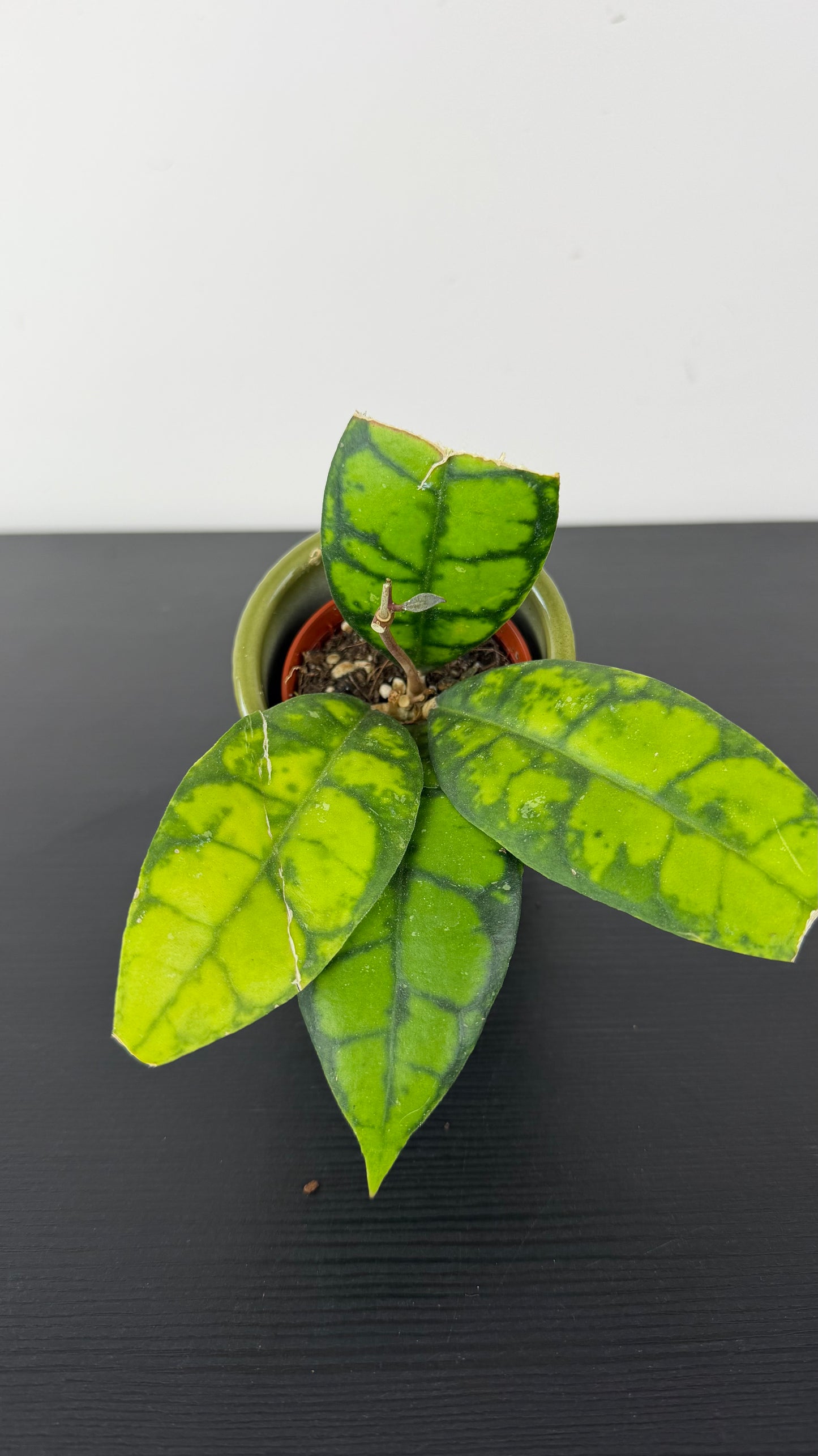 Hoya Mix