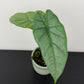 Alocasia heterophylla Corazon