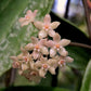 Hoya Rangsan