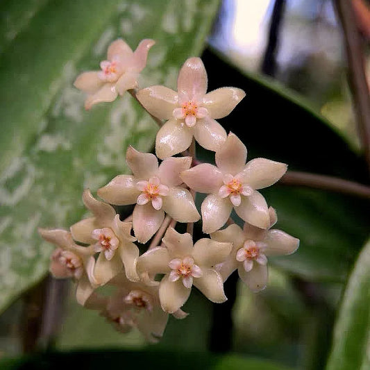 Hoya Rangsan