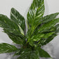 Spathiphyllum Diamond - www.augi-plants.lv