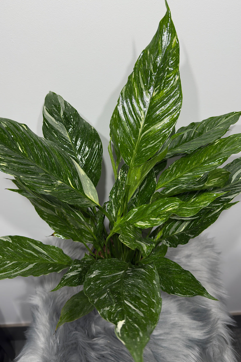 Spathiphyllum Diamond - www.augi-plants.lv