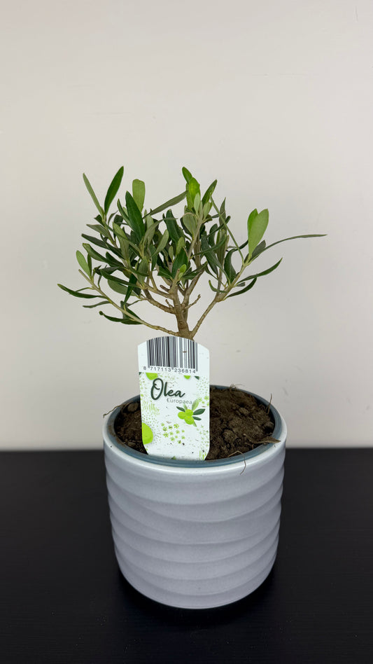 Olea Europaea