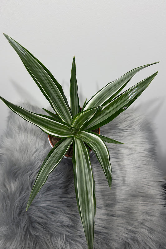 Dracaena 2 - www.augi-plants.lv