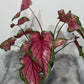 Caladium 3