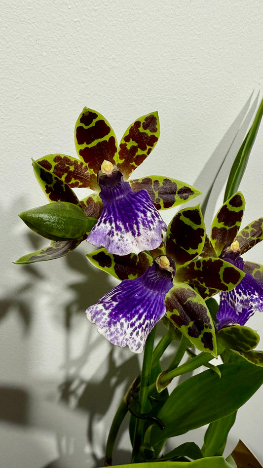 Orhideja Zygopetalum Louisendorf SMARŽO!