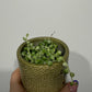 Senecio Rowleyanus Variegata