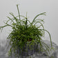 Rhipsalis 4