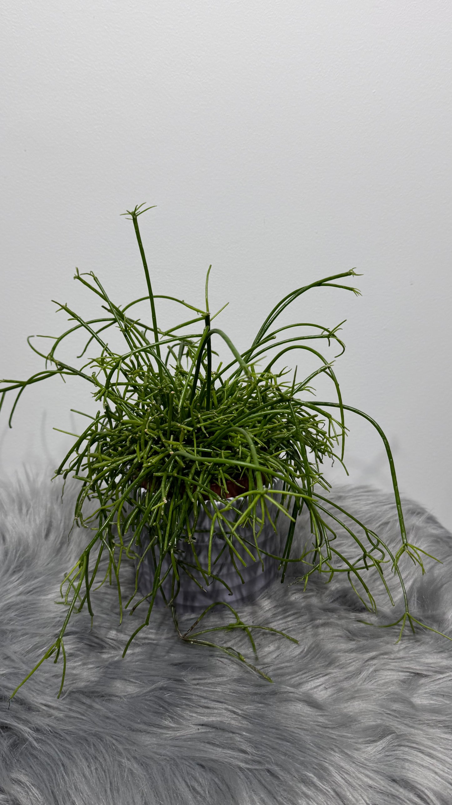 Rhipsalis 4