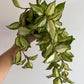 Hoya carnosa 'Tricolor' - www.augi-plants.lv