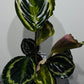 Calathea Roseopicta