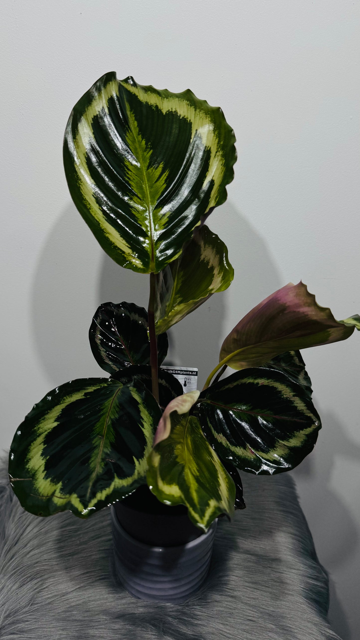 Calathea Roseopicta