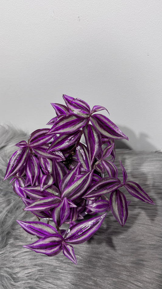 Tradescantia Pink Paradise