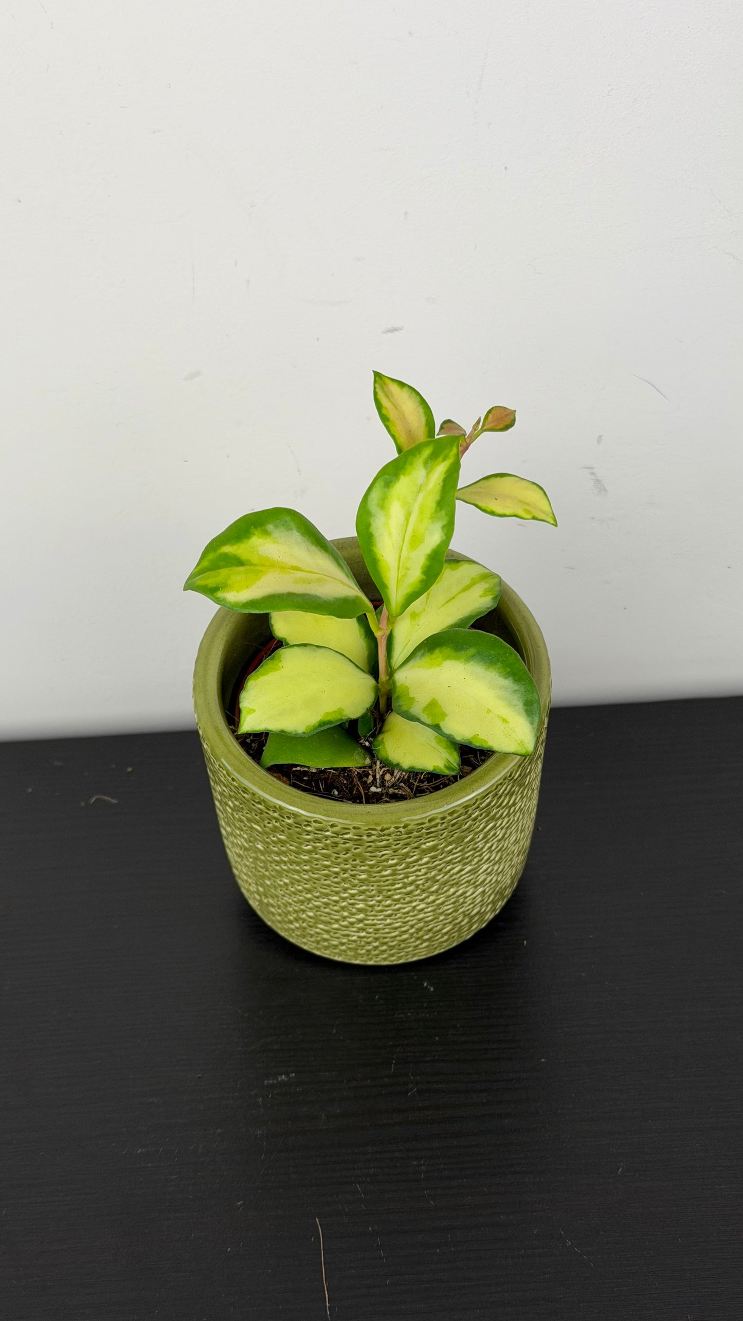Hoya heuschkeliana Variegata