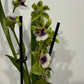 Orhideja Zygopetalum Louisendorf 2 SMARŽO!