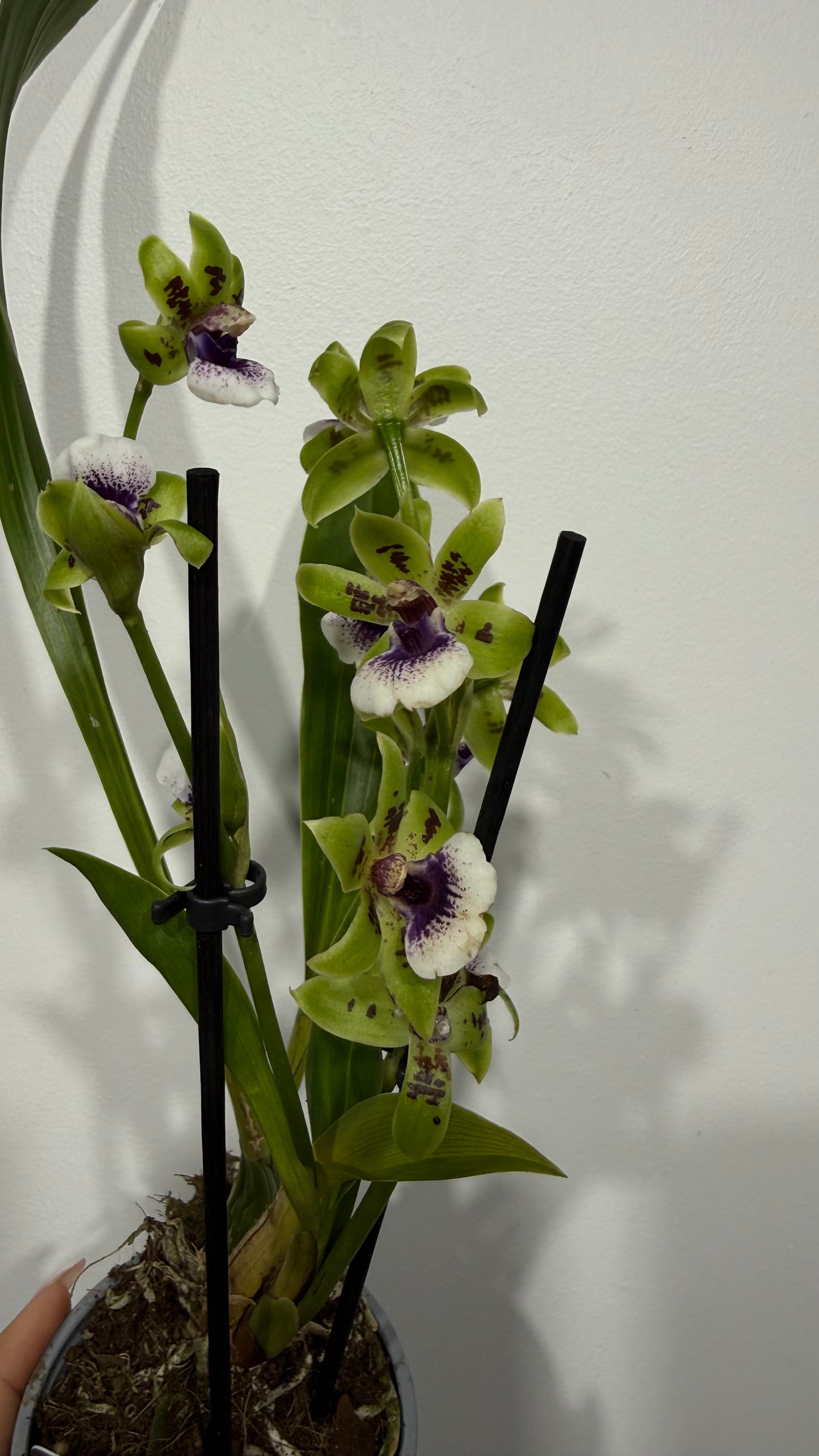 Orhideja Zygopetalum Louisendorf 2 SMARŽO!