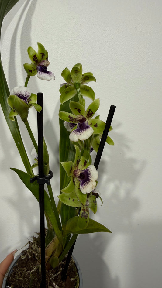 Orhideja Zygopetalum Louisendorf 2 SMARŽO!