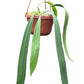 Anthurium vittariifolium