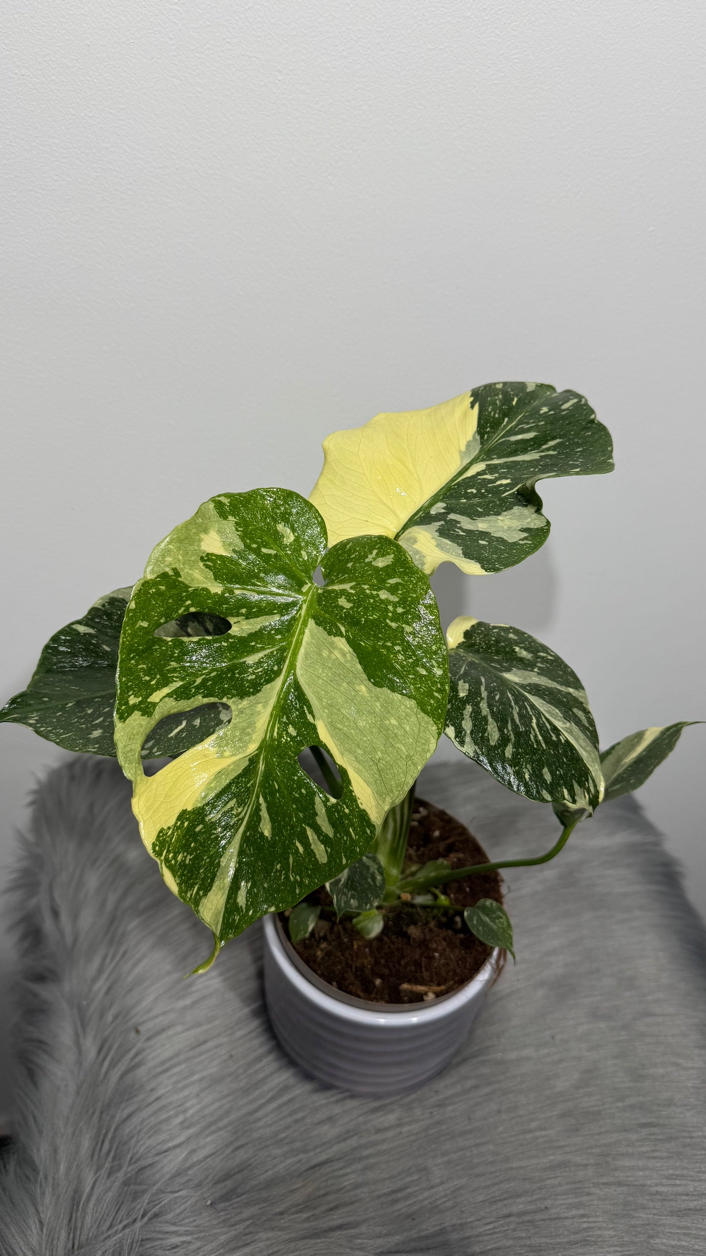 Monstera Thai Constellation