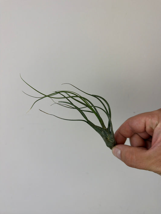Tillandsia Air plant 4