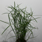 Cyperus Jela